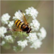 mouche jaune
